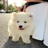 Loạt ảnh chó Samoyed khiến người xem không thể rời mắt