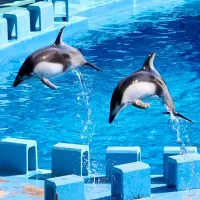 50+ mẫu hình ảnh cá heo dễ thương làm say lòng người