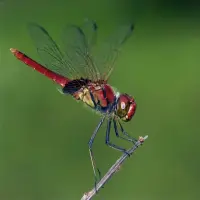 Ảnh chuồn chuồn ớt cận cảnh hé lộ vẻ đẹp bất ngờ