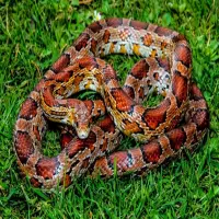 Tuyển tập các bức ảnh rắn ngô độc lạ hiếm gặp nhất