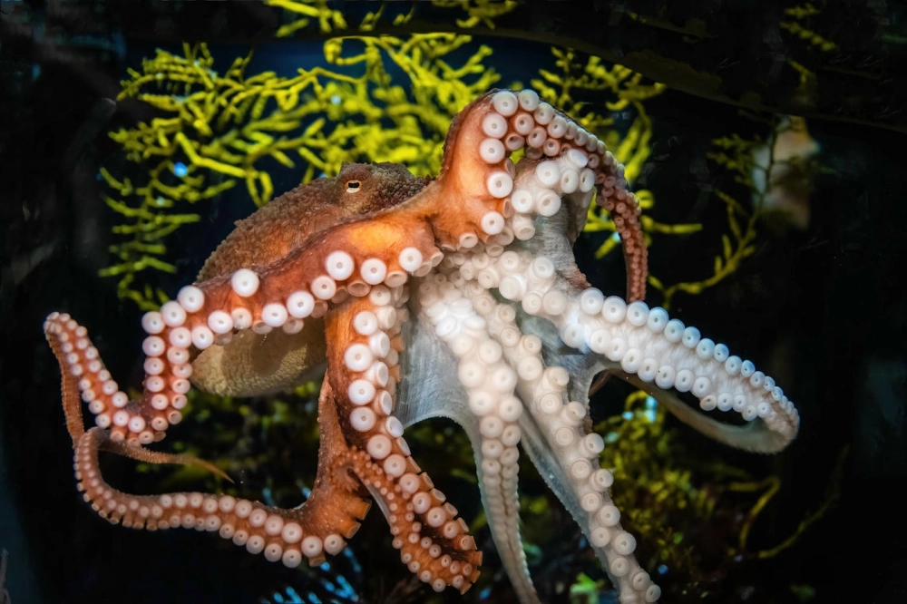 Bạch tuộc khổng lồ khoe vẻ đẹp quyền lực dưới đáy đại dương xanh thẳm