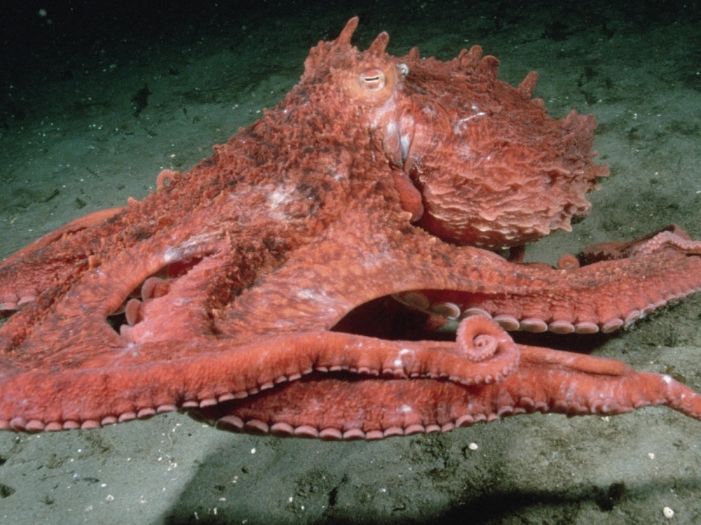 Chú bạch tuộc khổng lồ đang săn mồi trong rạn san hô