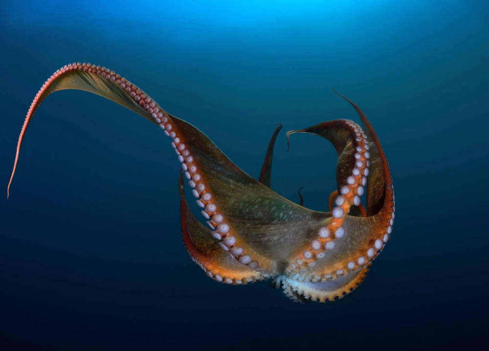 Bạch tuộc khổng lồ đang sải rộng xúc tu giữa đại dương