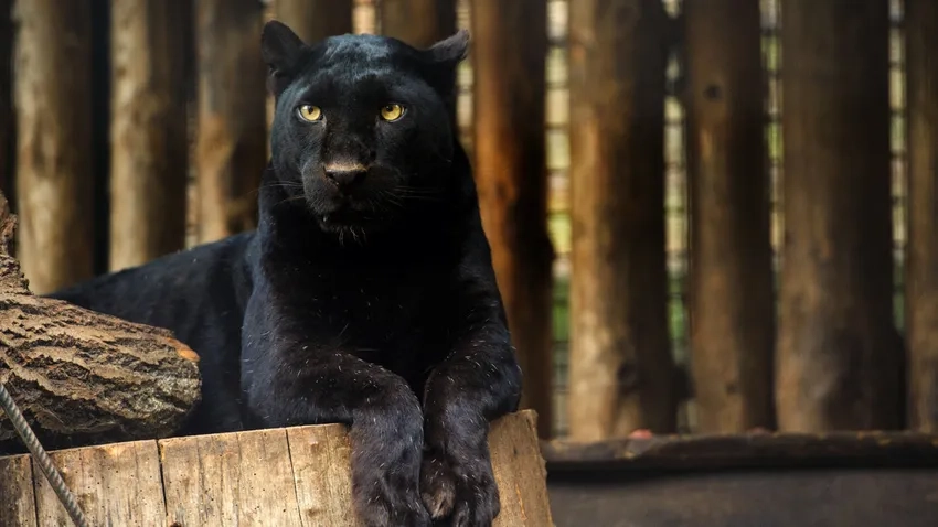 Khám phá ảnh báo đen sắc nét cho màn hình đầy ấn tượng