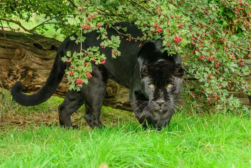 Trải nghiệm hình nền báo đen 3D chân thực và sống động