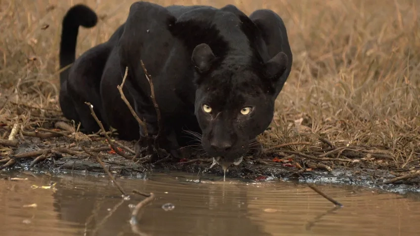 Background báo đen độc đáo tăng sức hút cho màn hình