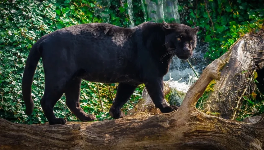 Ảnh 3D con báo đen sống động như thật trên màn hình