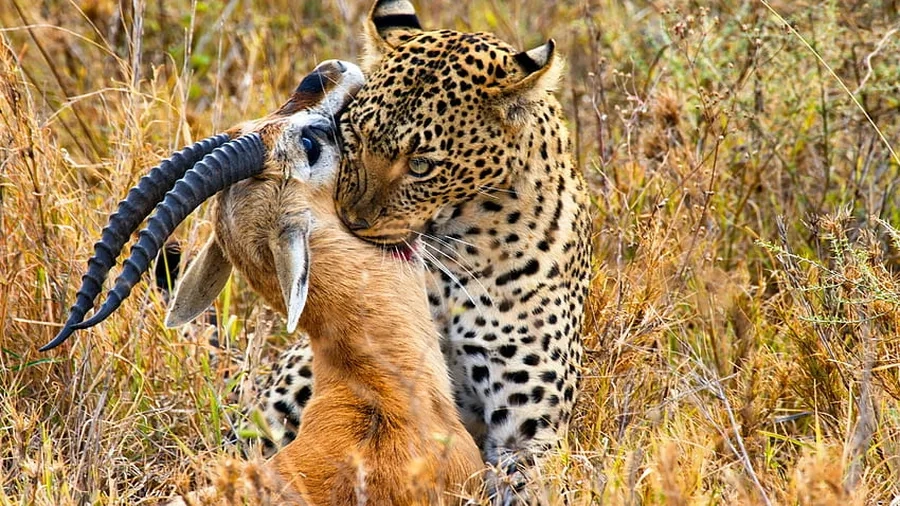 Khám phá kỹ thuật săn mồi báo đốm trong hoang dã