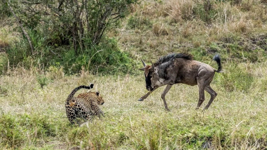 Ảnh báo đốm tấn công mồi gây thích thú cho người xem