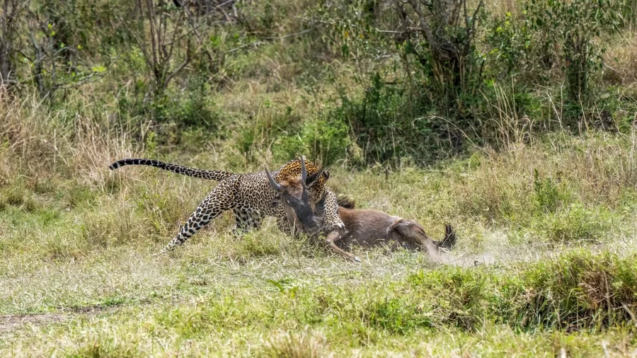 Bản năng săn mồi của báo đốm khiến nó trở thành thợ săn bậc thầy