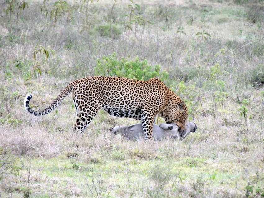 Quan sát hành vi săn mồi của báo đốm qua ống kính