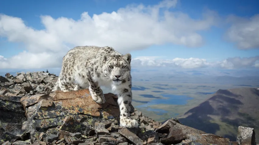 Bắt trọn khoảnh khắc báo tuyết săn mồi giữa rừng núi