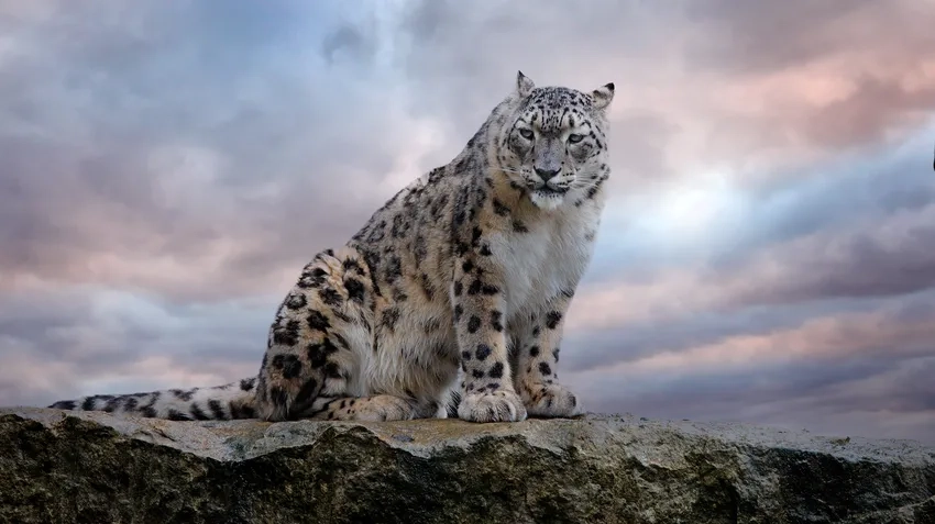 Ảnh báo tuyết đẹp khiến tim bạn tan chảy trước vẻ hiếm có