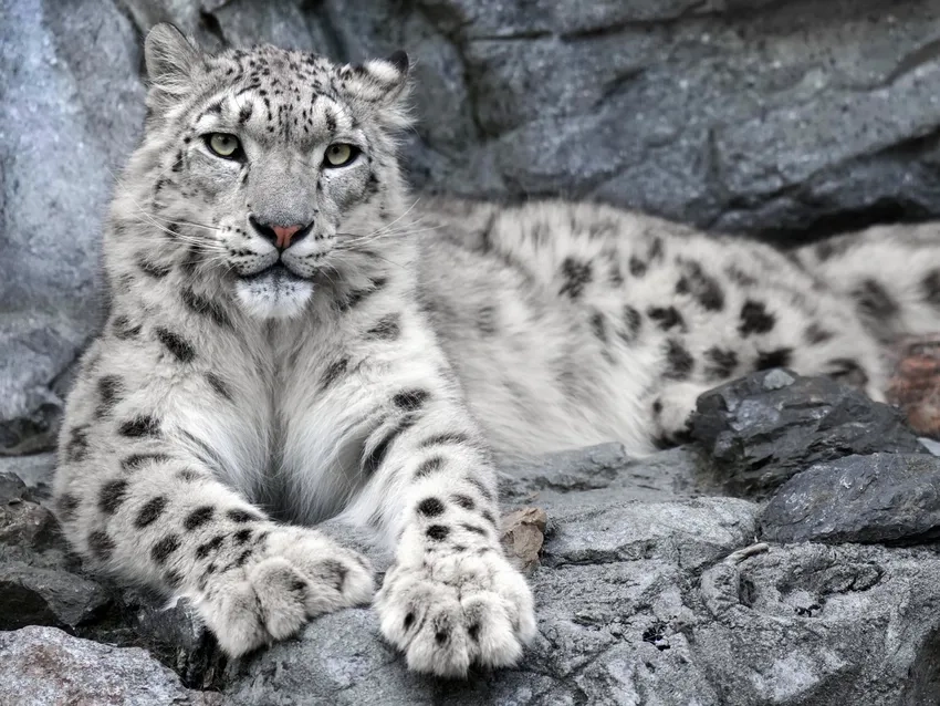 Ngắm báo tuyết rừng núi săn mồi trên tuyết trắng tinh