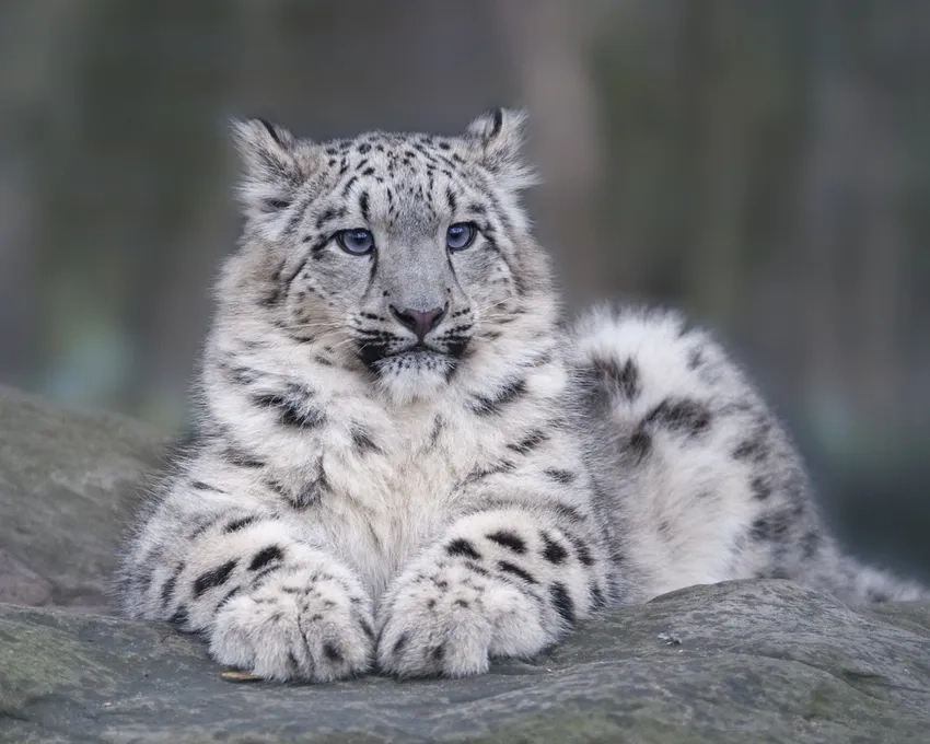 Báo tuyết đáng yêu khoe bộ lông trắng tinh khôi trong tự nhiên