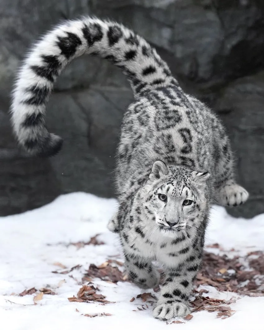 Hình ảnh báo tuyết hiếm khiến dân mê động vật trầm trồ