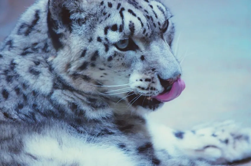 Hình nền báo tuyết trắng tinh khôi tuyệt đẹp cho màn hình của bạn