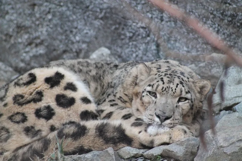 Ngắm báo tuyết trong tự nhiên săn mồi hoang dã ngoạn mục