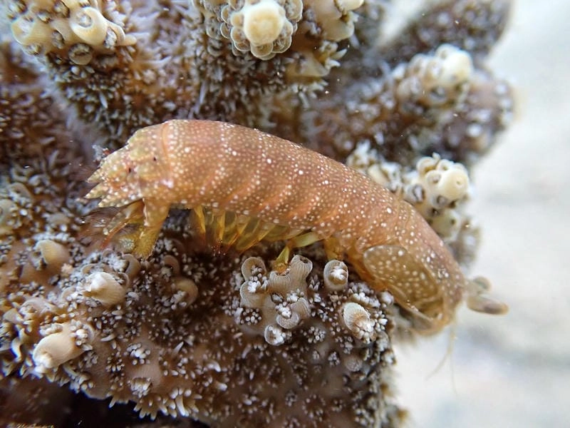 Bề bề loài hải sản quen thuộc vùng biển