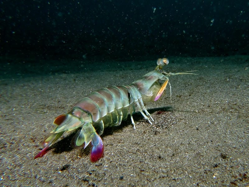 Tôm tít nổi tiếng với thịt chắc ngọt