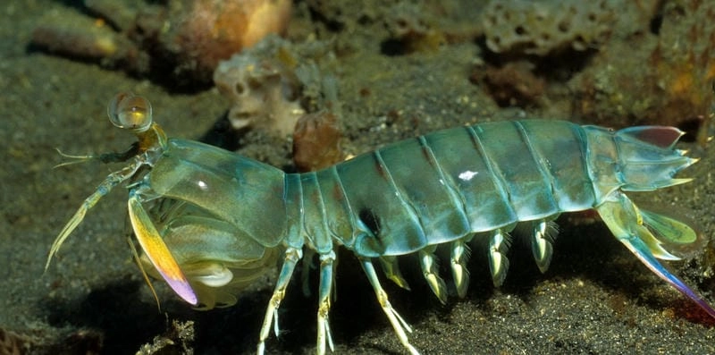 Bề bề là con gì khiến nhiều người tò mò