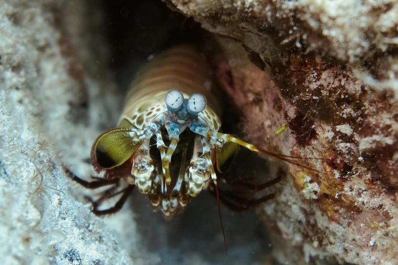 Bề bề biển gắn liền hệ sinh thái đáy biển