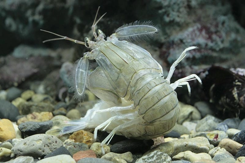Bề bề tiếng anh là mantis shrimp