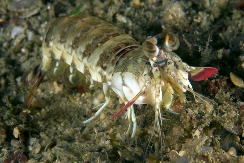 Nguồn gốc bề bề gắn với biển nhiệt đới