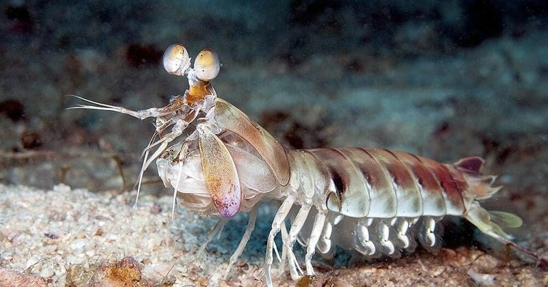 Tuổi thọ bề bề khá cao so với giáp xác