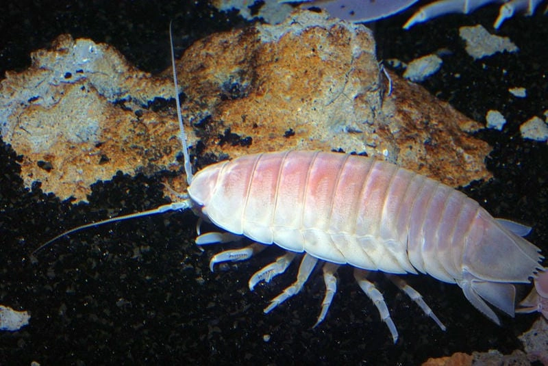 Bọ biển sinh vật lạ lẫm ẩn mình dưới đáy đại dương