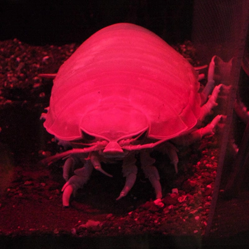 Con bọ biển gây ấn tượng mạnh với hình dáng kỳ dị