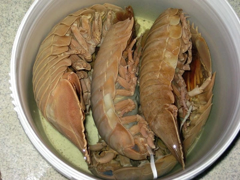 Chân bọ biển khỏe giúp di chuyển dưới áp lực