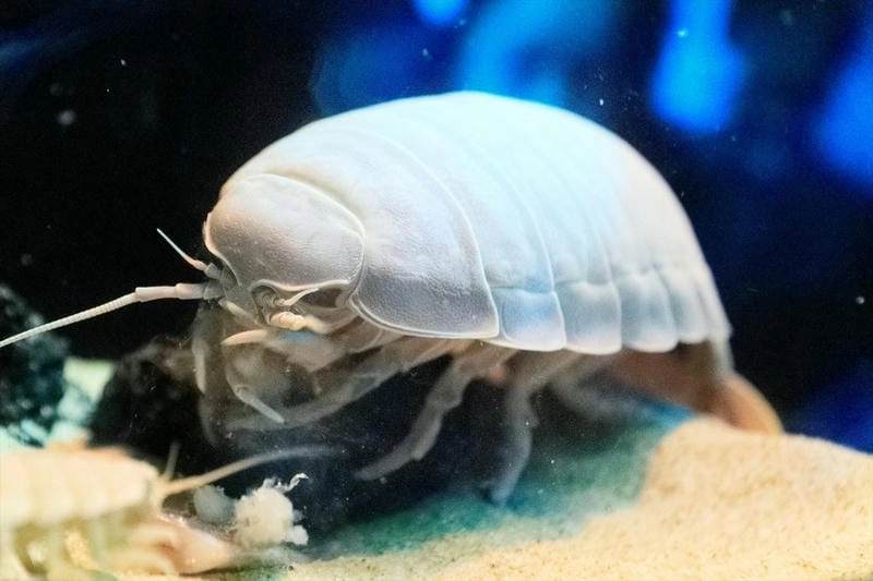 Môi trường sống của bọ biển khắc nghiệt bậc nhất