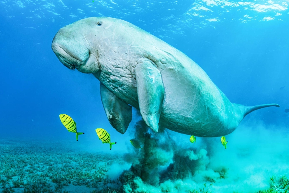 Chú bò biển Dugong hiền lành đang gặm cỏ biển dưới đáy đại dương