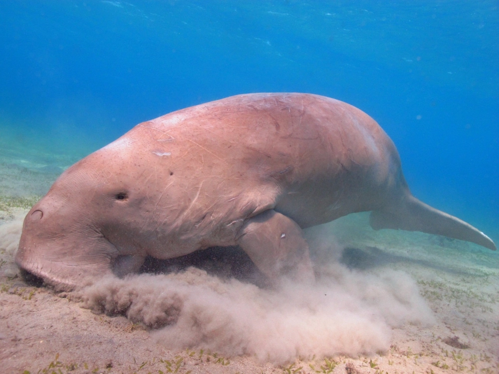 Bò biển Dugong hình ảnh chân thực chụp tại vùng biển vắngMối quan hệ mật thiết giữa bò biển và cỏ biển trong hệ sinh thái