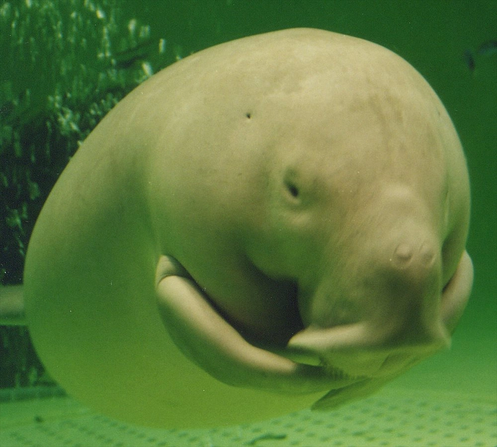 Hình ảnh bò biển con bám sát theo mẹ không rời