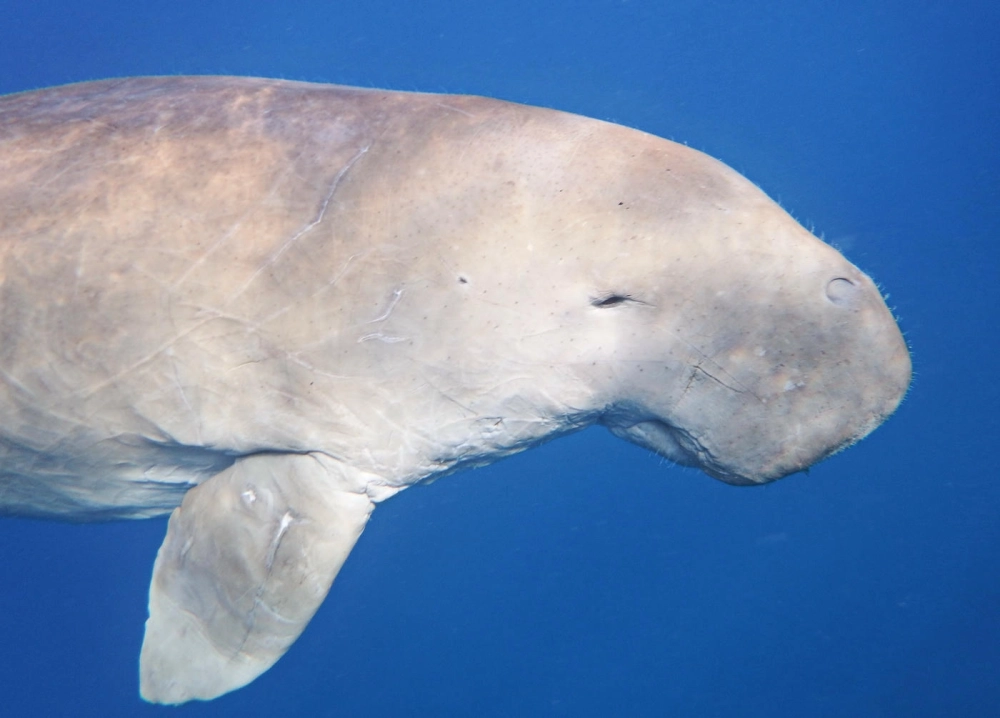 Cận cảnh bò biển ăn gì giữa những cánh đồng cỏ biển xanh rì