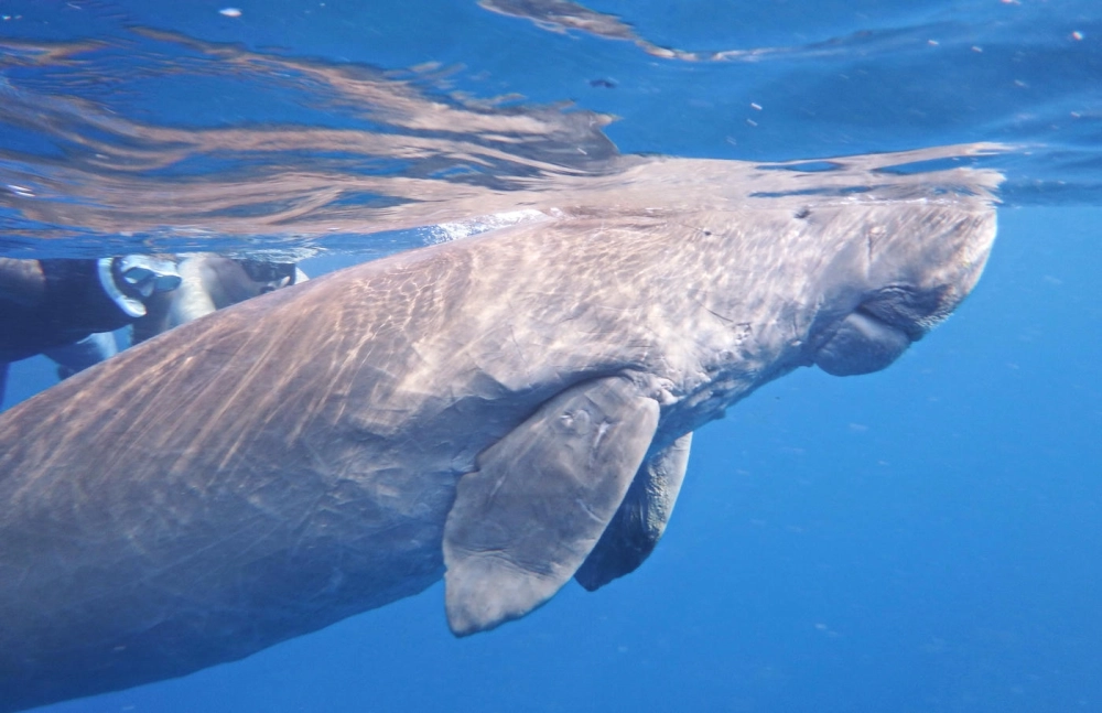 Bò biển sống ở đâu Việt Nam và cảnh đẹp tại vùng biển Côn Đảo