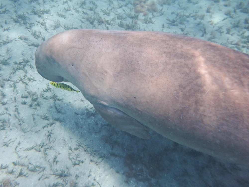 Bò biển Dugong hình ảnh bơi lội thong dong giữa làn nước biếc