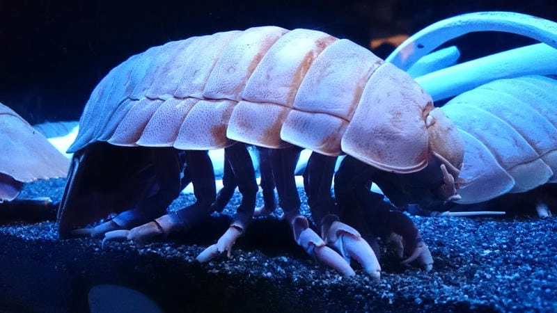 Bọ biển có độc không là thắc mắc thường gặp