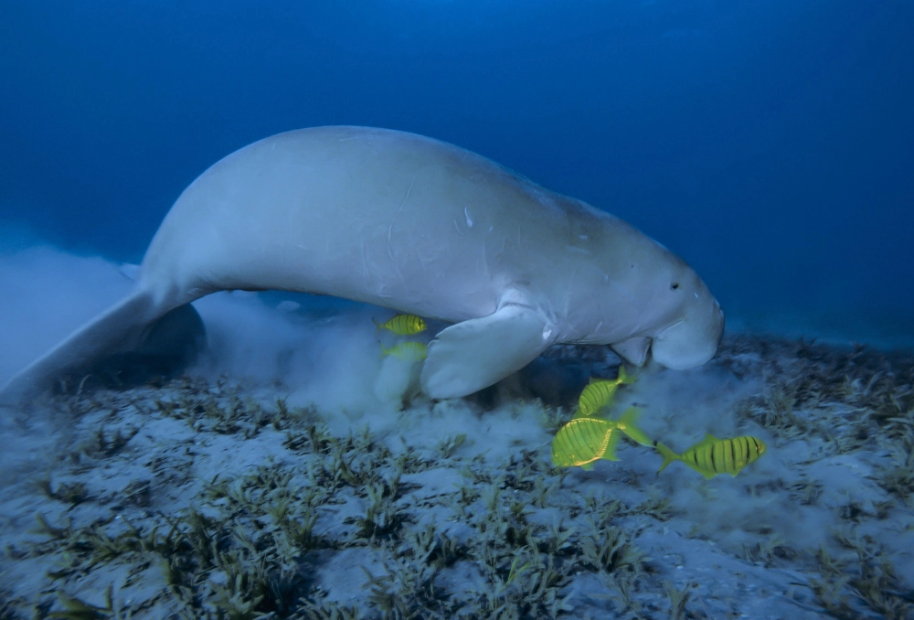 Khoảnh khắc ảnh bò biển dưới nước lung linh trong ánh nắng