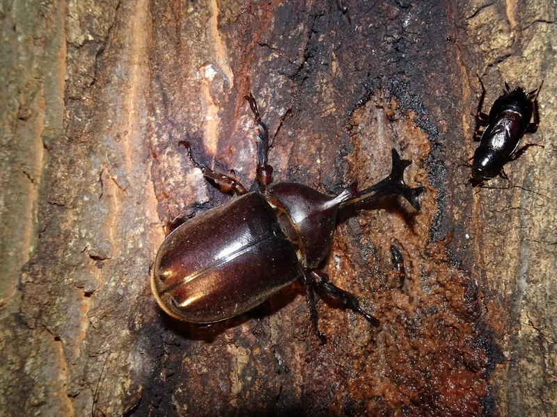 Gần hơn với thiên nhiên nhờ bọ cánh cứng cận cảnh