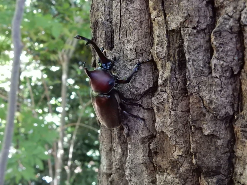 Tận hưởng từng khoảnh khắc với bọ cánh cứng đẹp