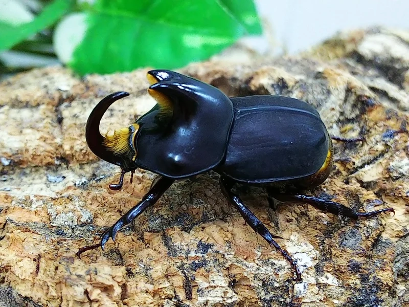 Tìm hiểu khoa học với bọ cánh cứng sinh học