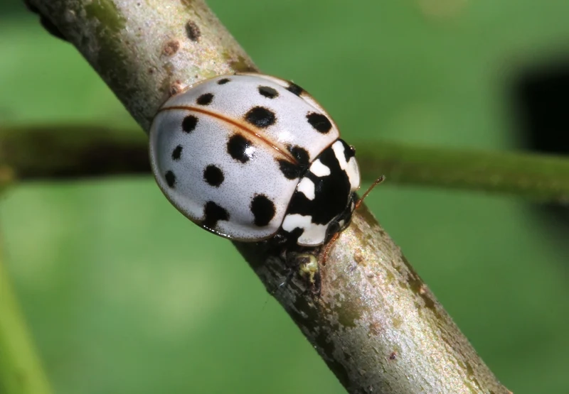 Nghệ thuật sống động nhờ bọ cánh cứng nghệ thuật