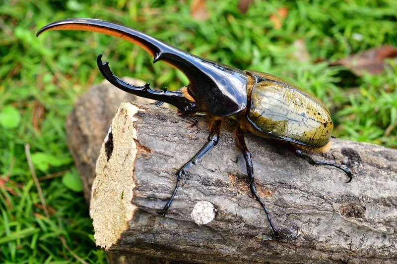 Khám phá vai trò sinh thái của bọ cánh cứng sinh thái