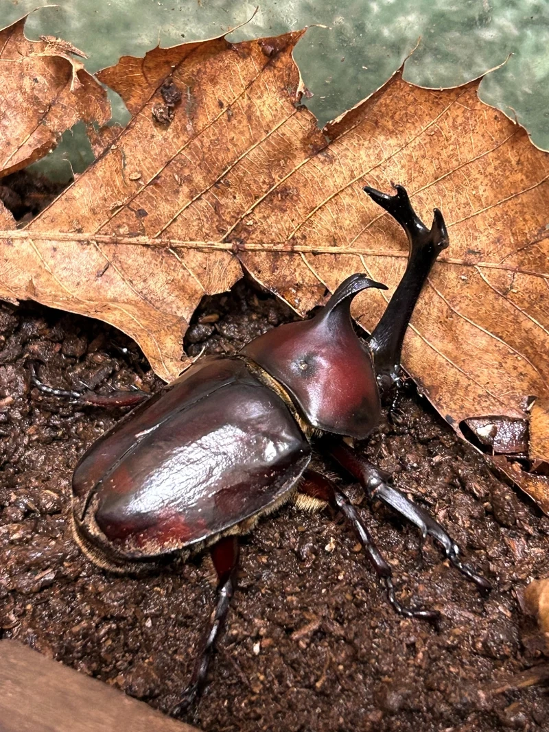 Hoang dã và sống động là bọ cánh cứng hoang dã