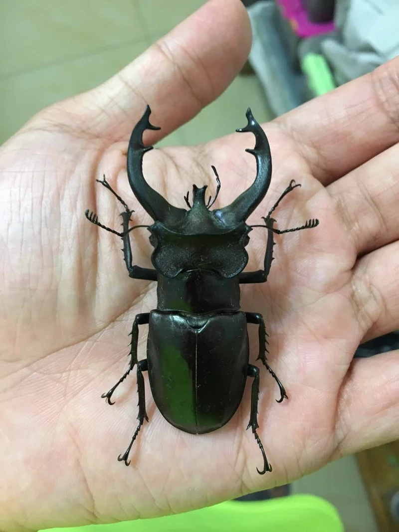 Sống động từng chi tiết với bọ cánh cứng chi tiết