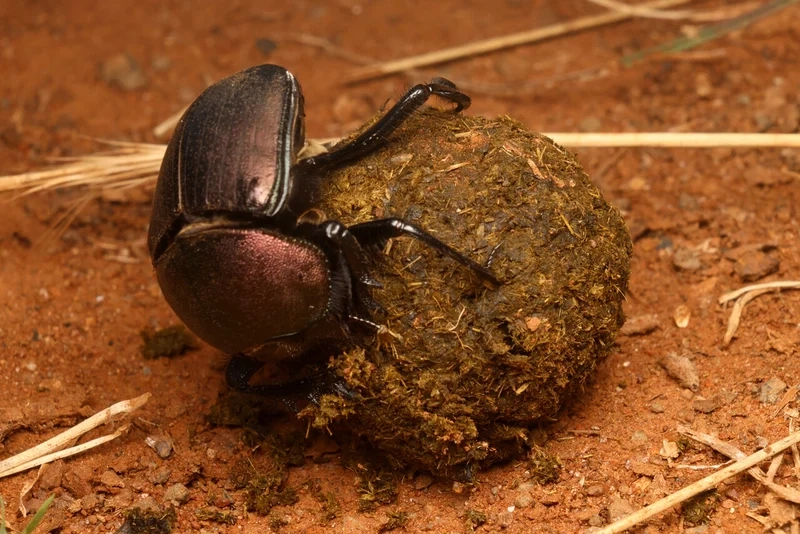 Khám phá vẻ đẹp của bọ hung trong tự nhiên