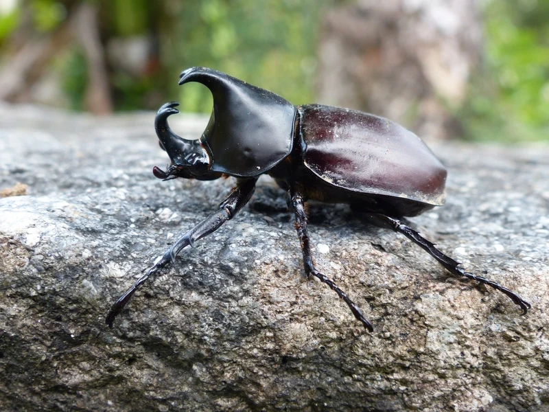 Thưởng thức từng chi tiết với hình ảnh bọ hung